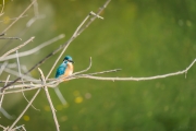 Common Kingfisher