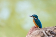 Common Kingfisher