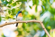 Tickell's Blue Flycatcher