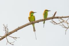 Green Bee-Eater