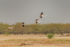 Greater Flamingo