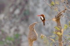 White-throated Kingfisher