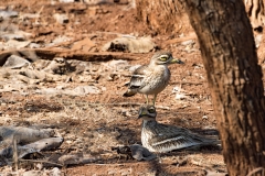 Savannah Nightjar