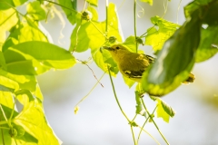 Yellow-Browed Bulbul