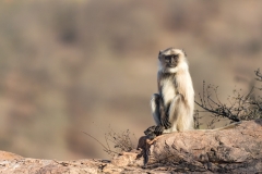 Monkey