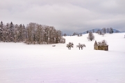Through the snow