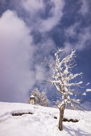 Chapel and tree