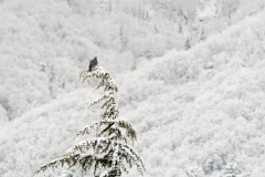 Better having a warm plumage