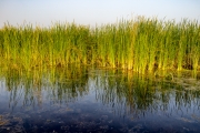 Gras and reflection