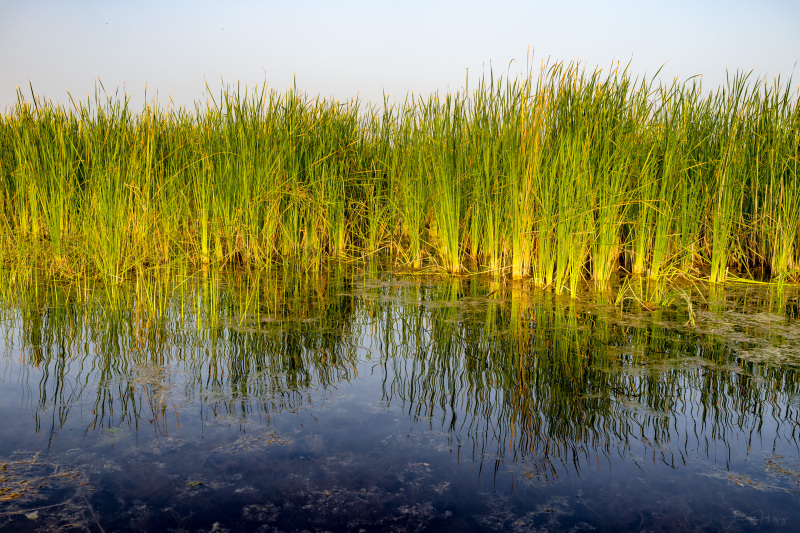 Gras and reflection