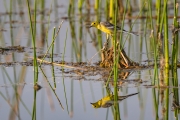 Citrine Wagtail