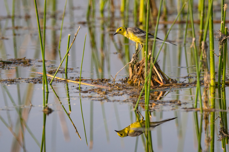 Citrine Wagtail