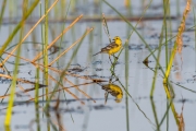 Citrine Wagtail