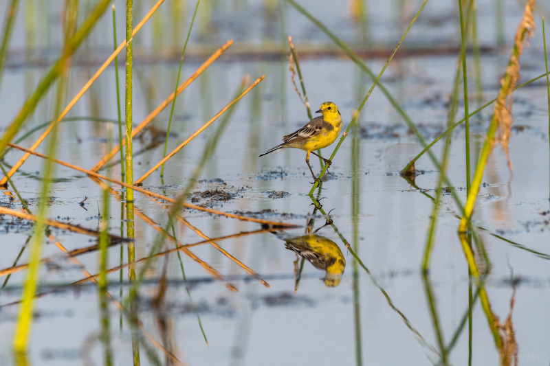 Citrine Wagtail