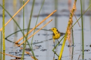 Citrine Wagtail