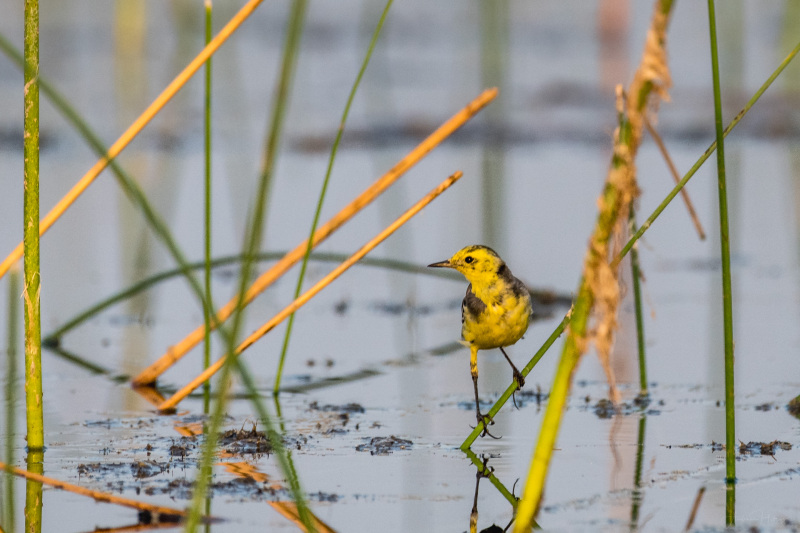 Citrine Wagtail