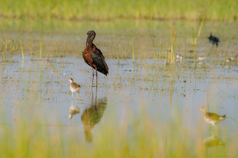 Glossy Ibis