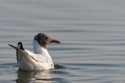Brown headed gull