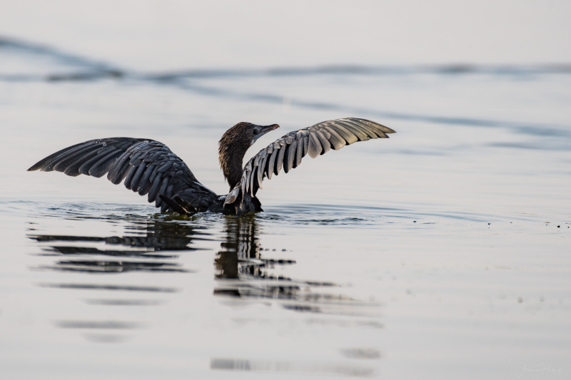 Little Cormorant