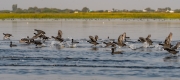 Common Coot