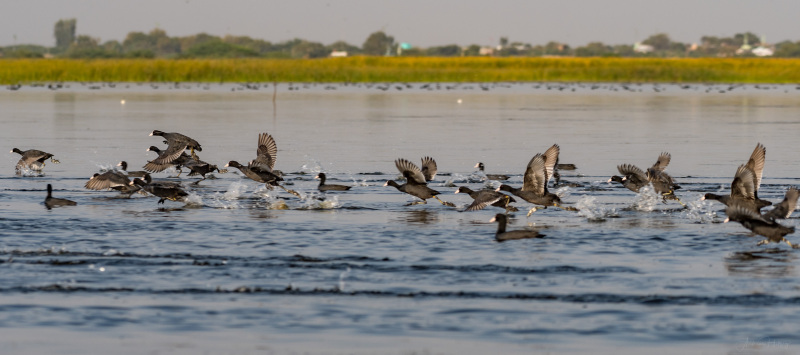 Common Coot