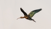 Black Ibis