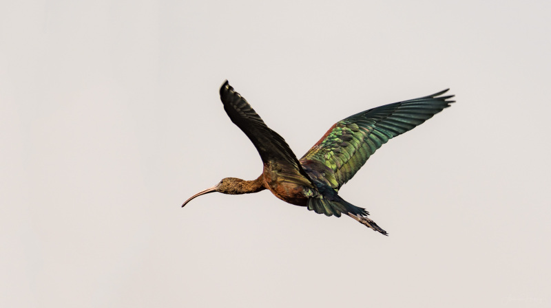 Black Ibis