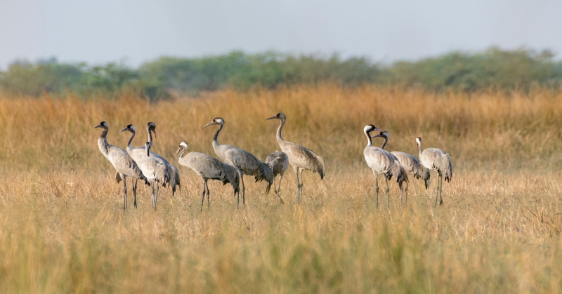 Common Crane