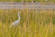 Median Egret