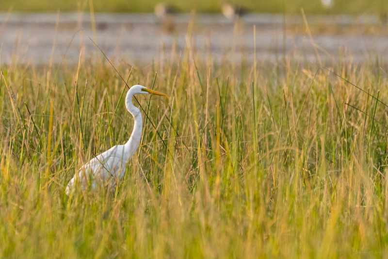 Median Egret