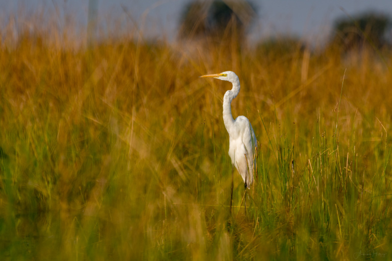 Median Egret