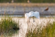 Median Egret