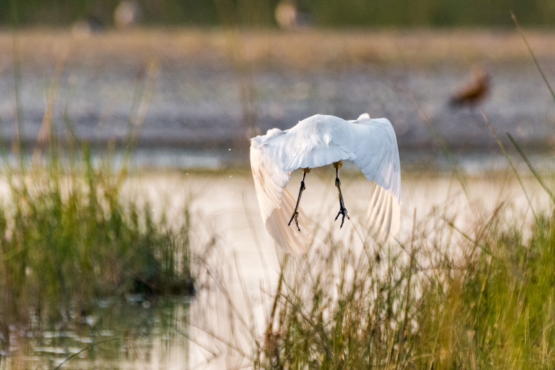 Median Egret
