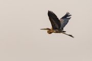 Purple Heron