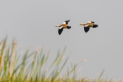 Ruddy Shelduck