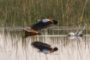 Ruddy Shelduck