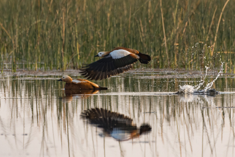 Ruddy Shelduck