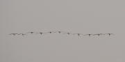 Common Crane