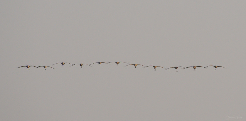 Common Crane