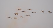 Common Crane