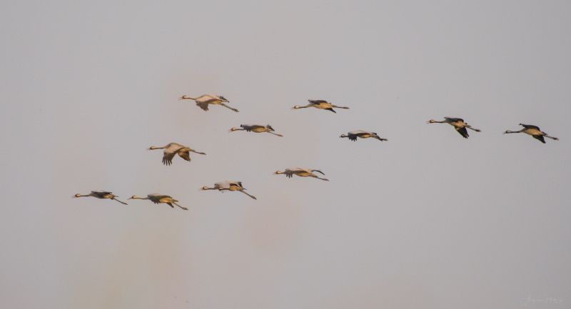 Common Crane