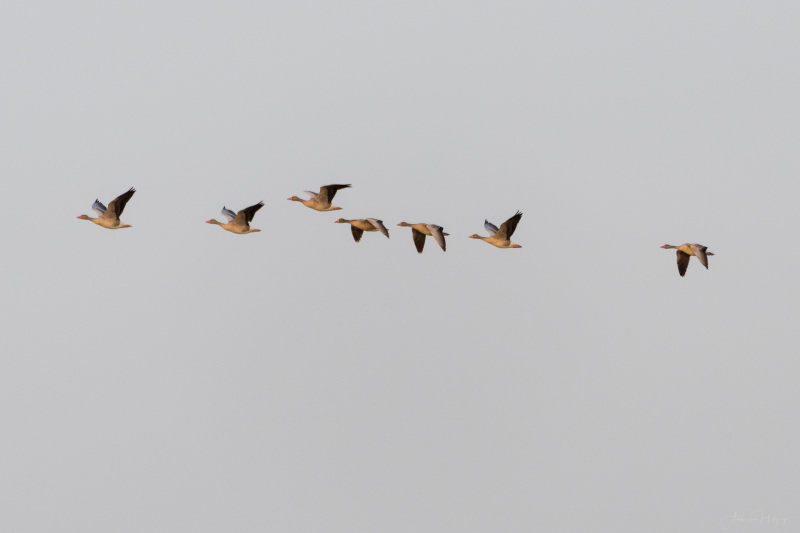 Greylag Goose