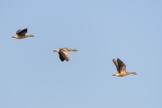 Greylag Goose