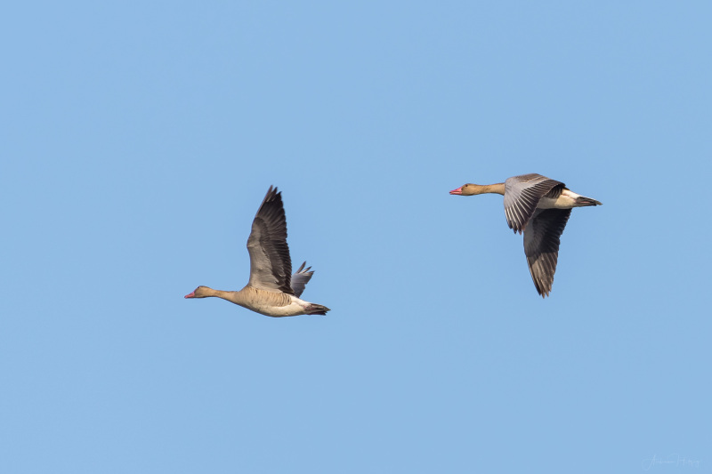 Greylag Goose