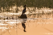 Little Cormorant