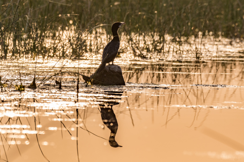 Little Cormorant