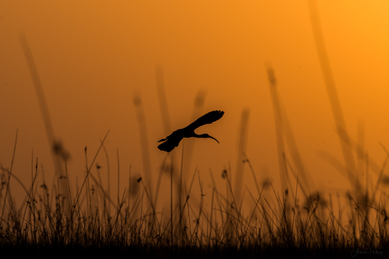 Ibis