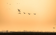 Greylag Goose