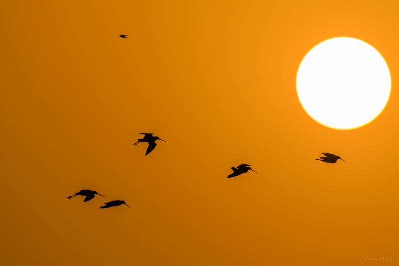 Ibis