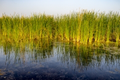 Gras and reflection